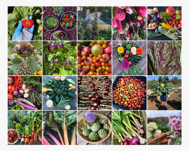 Garden Bounty for UC Master Gardener Program Statewide Blog Blog