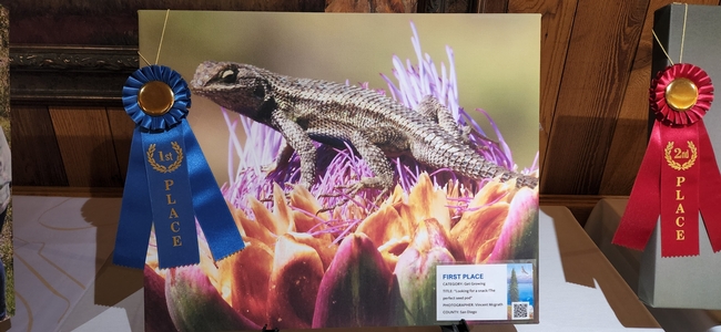 Canvas print displayed on a table showing a blue belly lizard basking in sunshine on a blooming artichoke plant.