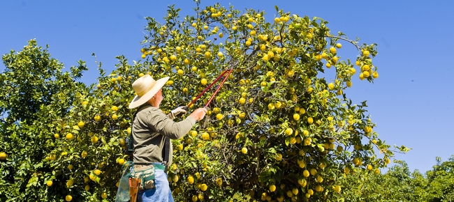 Person with pruning clippers in front of a lemon tree overflowing with fruit.