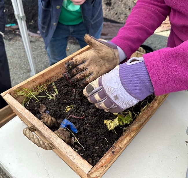 Hands wearing gloves in a worm composting bin.