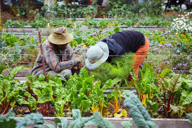 Community Garden for UC Master Gardener Program Statewide Blog Blog