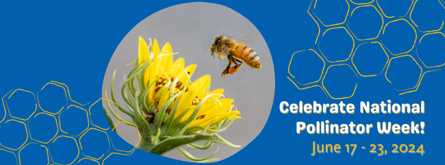 Bee about to land on a flower. txt overlay reads: Celebrate National Pollinator Week June 17-23, 2024