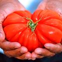 Fresh Heirloom Tomato