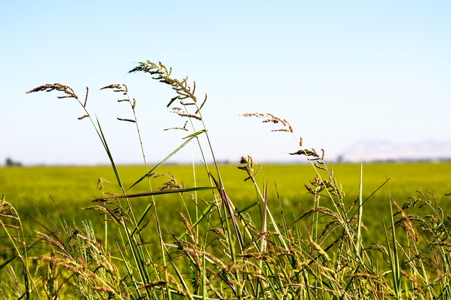 hedgerows in a rice field