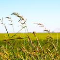 Hedgerows in Rice Field