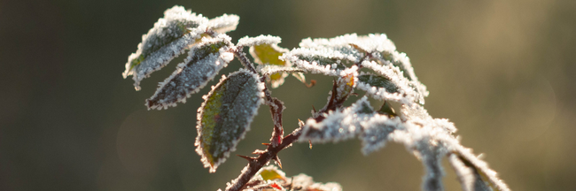 Frost covered leaves