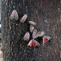 Adult spotted lanternflies. Credit: USDA