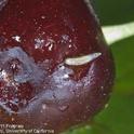 SWD larva on damaged cherry. Photo courtesy UC IPM.