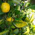 Citrus greening damage to a tree in Florida. Photo credit: CDFA.