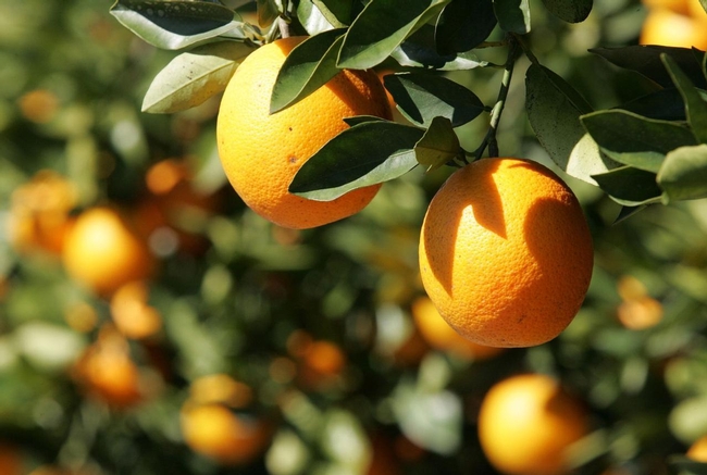 bigger-citrus-crop-expected