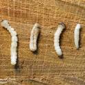 Life states of the goldspotted oak borer.  From left: fourth-instar larva, fourth instar larva in a hairpin configuration and in a constricted form, pupa and adult.  Photo by Mike I. Jones