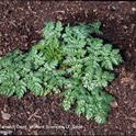 During the first year, poison hemlock grows as a low rosette.  J.M DiTomaso