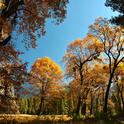 Enjoy the beautiful fall surroundings of Yosemite National Park at the 2014 UC Master Gardeners Conference.