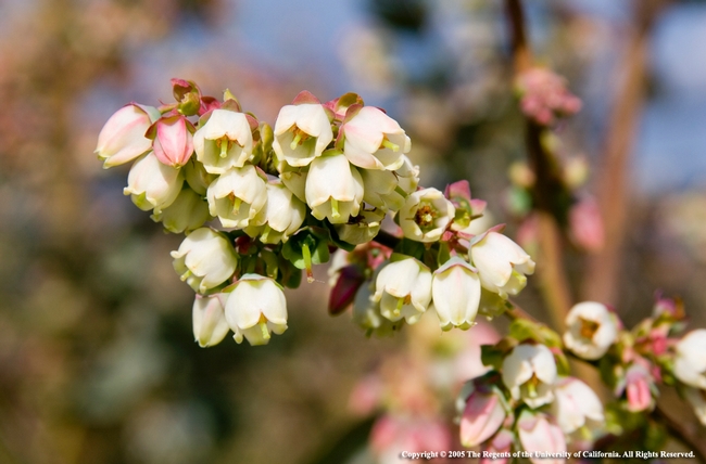 Blueberries in bloom at the Kearny Agricultural Research and Extension Center, University of California.(Photo credit: Jack Kelly Clark)