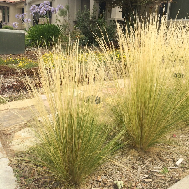 Mexican Feather Grass (Nasella or Stipa tenuissima) is popular in home landscapes because of its drought tolerance.