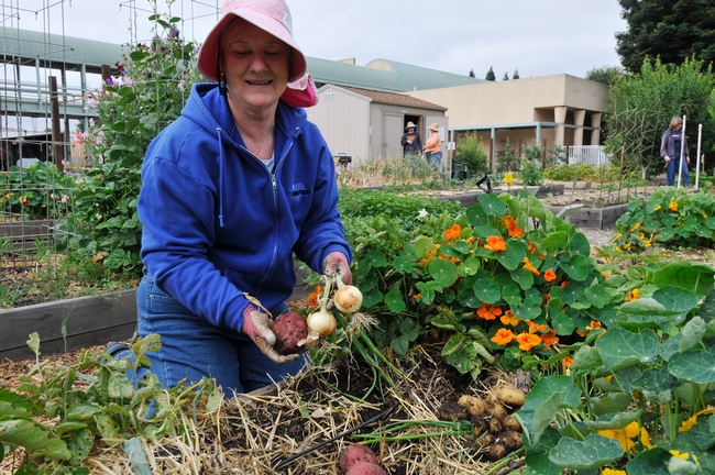 UCCE Master Gardener of Santa Clara County displays their recent harvest from their demonstration garden at St. Louise Hospital in Gilroy, Calif.
