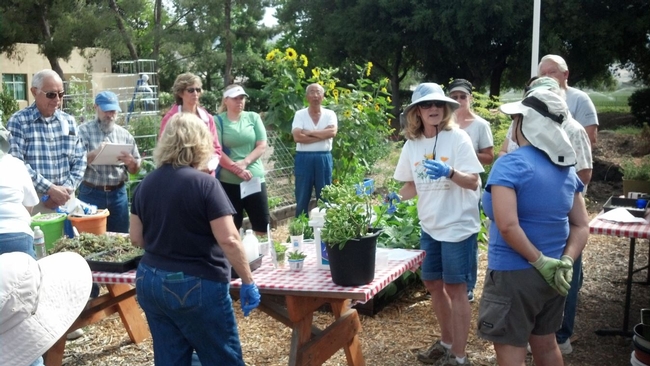 UCCE Master Gardeners of Santa Clara County conduct sustainable gardening and hands-on workshops for the public.