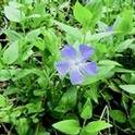 Figure 1. Periwinkle (Vinca major) is a fastgrowing, competitive plant that forms dense mats of growth.
