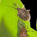 Adult (top) and mature nymph of the brown marmorated sting bug, Halyomorpha halys. Brown marmorated stink bugs primarily damage fruit and are a serious pest of many fruit and fruiting vegetable crops.
