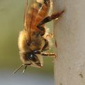 A worker bee. (Photo by Kathy Keatley Garvey)