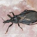 Adult western conenose bug, Triatoma protracta.