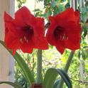 Amaryllis plants (Hippeastrum sp.) have toxin primarily in the bulb but also the leaves and stem.