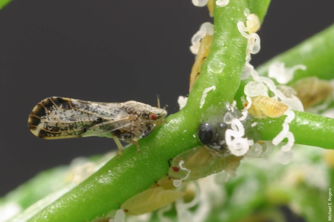 Asian citrus psyllid (ACP) adult and nymphs. Source: California Agriculture journal, October - December 2014, Volume 68 number 4.
