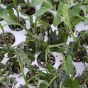 Frost damage to young tomato seedlings. Photo credit: Goldlocki