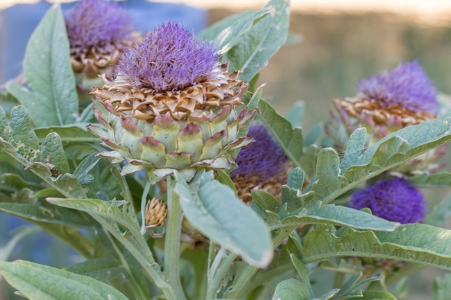 Artichokes are a beautiful addition to the fall edible garden. For optimal flavor and tenderness artichokes should be harvested before leaves open. Pictured above is the striking purple bloom of an unharvested artichoke. Photo credit: Melissa Womack, UC Master Gardener Program