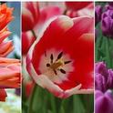 A variety of bulbs bring color to your spring garden