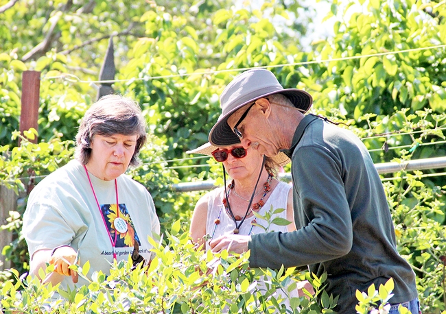 Volunteers extend research based information on home horticulture, pest management, and sustainable landscape practices. (Photo credit: Evett Kilmartin © UC Regents)