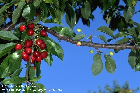 Healthy cherry fruit (left) and fruit with symptoms of cherry buckskin disease (right).