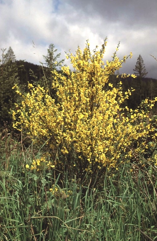 Scotch broom (Cystisus scoparius), a familiar sight in California wildlands. It has invaded at least 23 counties in California and can produce up to 12,000 seeds per plant, making it difficult to control once established. Photo by Joe DiTomaso.