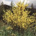 Scotch broom (Cystisus scoparius), a familiar sight in California wildlands. It has invaded at least 23 counties in California and can produce up to 12,000 seeds per plant, making it difficult to control once established. Photo by Joe DiTomaso.