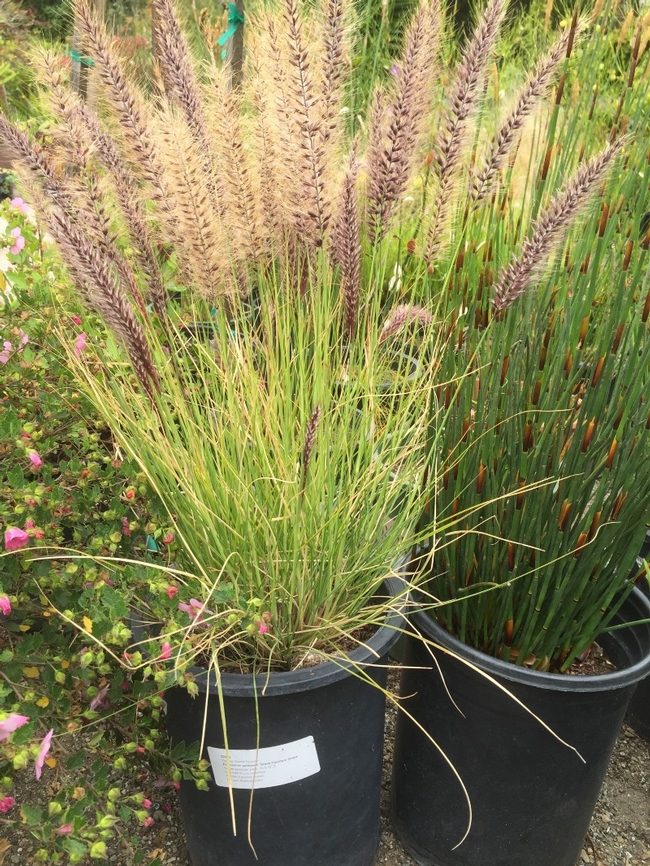 On the left, green fountain grass (Pennisetum setaceum), one of the original 19 plants that is still on the plant list. Pennisetum setaceum was found at only 3.7% of nurseries in 2016 as sales continue to decline from 2012, when it was found at 7.7% of nurseries surveyed. Photo by Bobbie Wright.