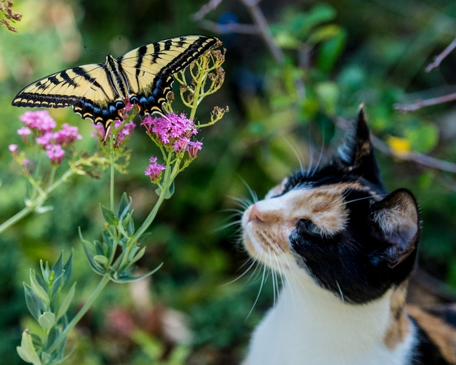 First Place, Creatures in the Garden: “Lily and the Swallowtail,” by Tom Furnanz, Calaveras County