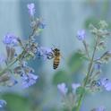 A Honey bee nectaring catmint (Nepeta), a flower that attracts pollinators into the garden. (Photo credit: Kathy Keatley Garvey)