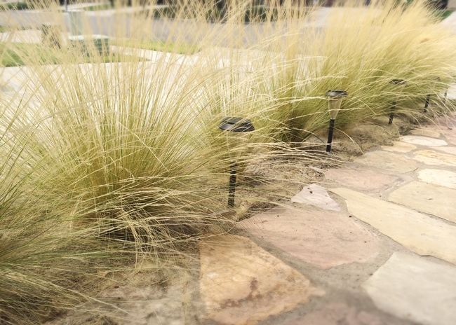 Mexican Feather Grass (Nasella or Stipa tenuissima) is popular in home landscapes because of its drought tolerance but it is invasive and produces tens of thousands of seeds.