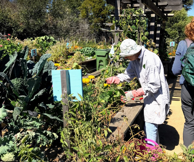 Woman wearing gardening gloves and hat, pruning a bean that has grabbed onto a neighboring plant.