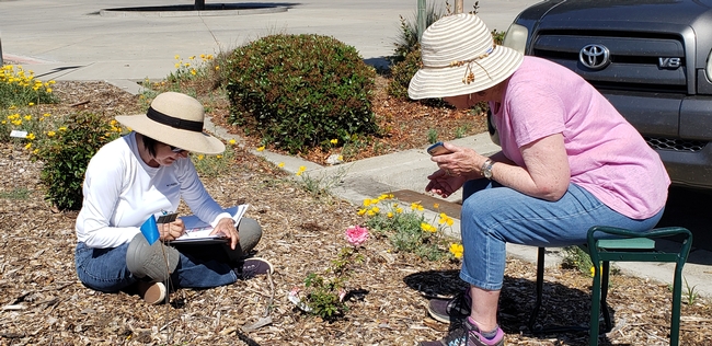 Two woman sitting next to a rose bush, one woman pointing at the plant and holding a cell phone, the other is taking notes about the characteristics of the small young rose in front of them.