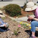 UC Master Gardeners of San Joaquin County, Kate Vizcarra and Janet Nimtz, evaluate roses for its foliage, flowers and form. (Photo Credit: Marcy Sousa)