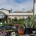 PlantRight is bringing back its annual Spring Retail Nursery Survey for 2020. Photo: ©PlantRight
