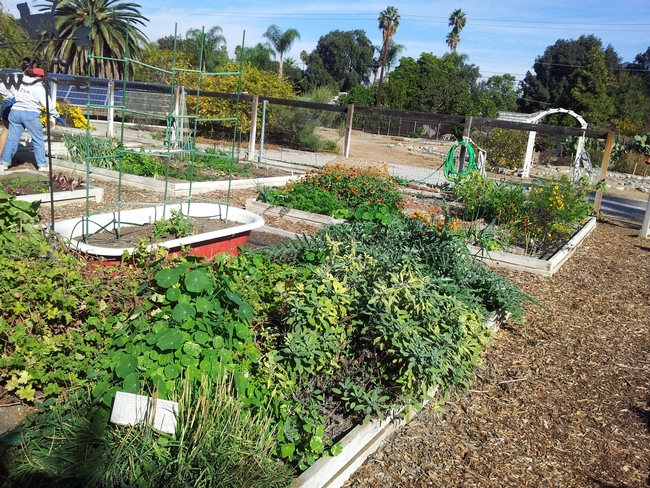 Community garden showcasing the greenery, a woman watering, planter boxes and an old red bath tub with plants.