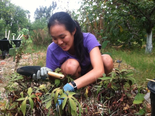Borah Lim wearing a purple t-shirt, rubbery gloves and holding a small hand shovel in her right hand while tending to a mount of sweet potato with her left hand.