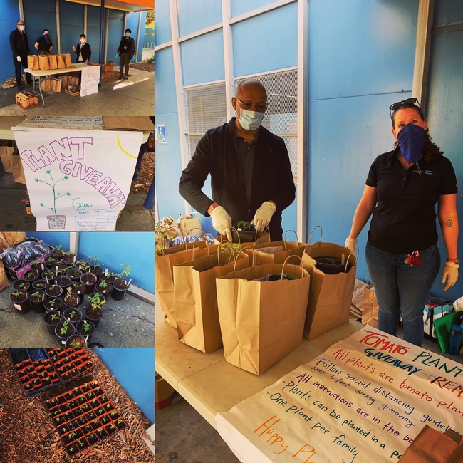 County Director Frank McPherson and UC Cal Fresh Rep, haley Kerr wearing masks next to bags of plants and a hand made signh that says plant giveaway.