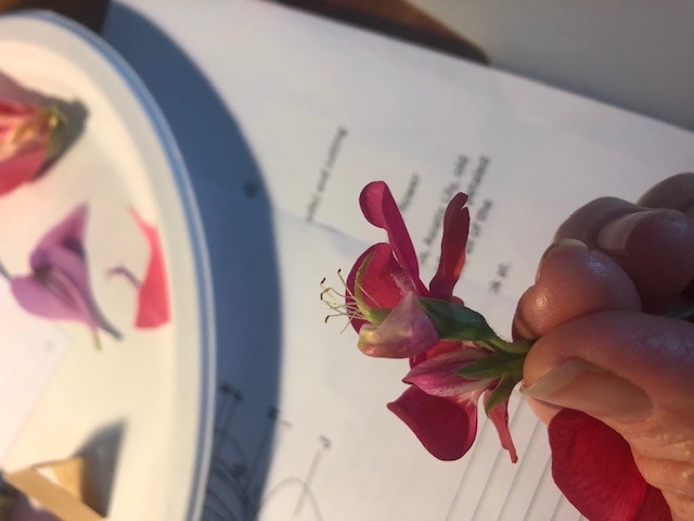 close up of a hand holding a pink flower while attending a flower dissection lab.