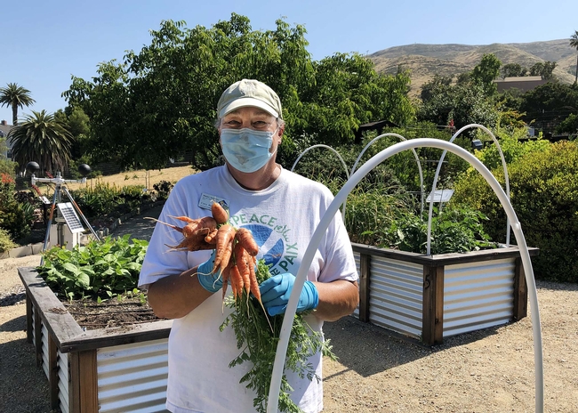 A volunteer in a ball cap, face mast and white t-shirt wearing gloves, holding a harvest of orange carrots.