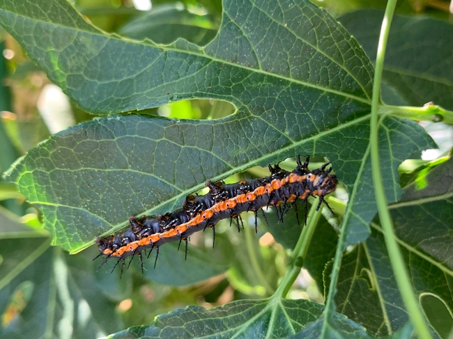 Gulf Fritillary caterpillar on a passion flower vine. Photo: Heather Hafner