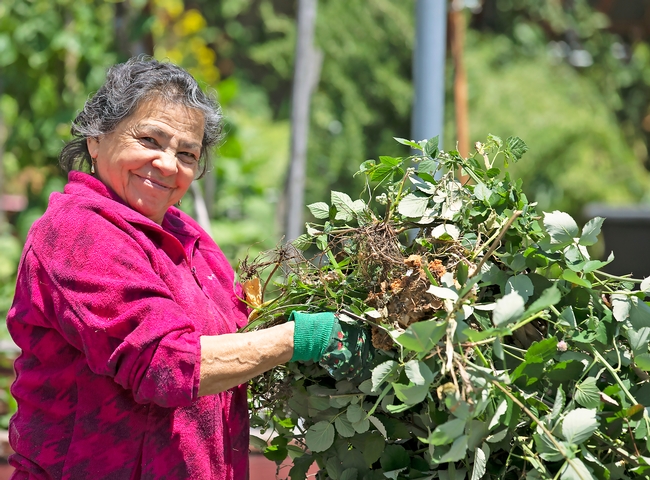 Senior Latina woman working in garden setting smiling holding garden trimmings