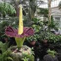 2048px-Corpse flower (71317)a